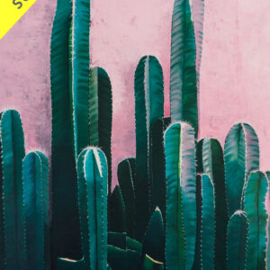 Cacti (cactus)