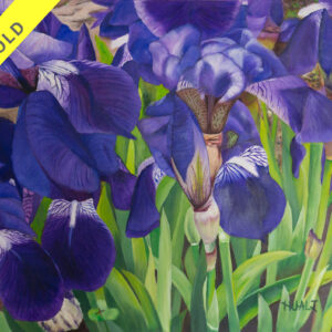 Purpies (irises)