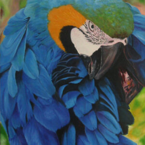 Bird in Suit (parrot)