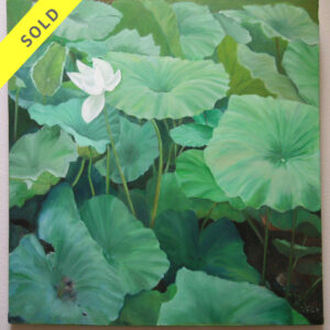 Water Lily