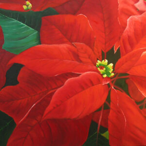 Red Point (poinsettia)
