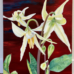 Sailor's Delight (fawn lily)