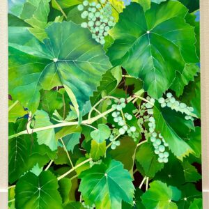 Great Grapes (grapes)
