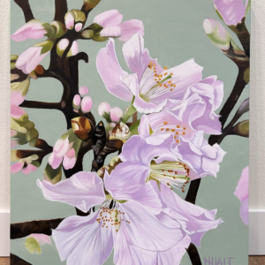 First Breath of Spring (cherry blossom)